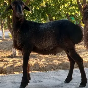 Toklular
