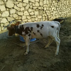 Öküzçe