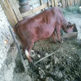 Gulajyn gole