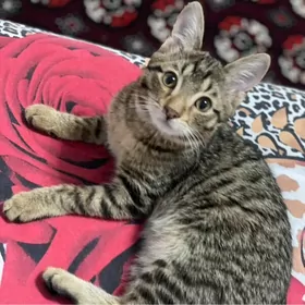 pisik кошка котенок кот