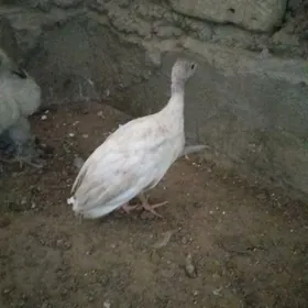 АК   цезарка