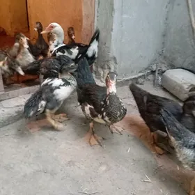 induşka