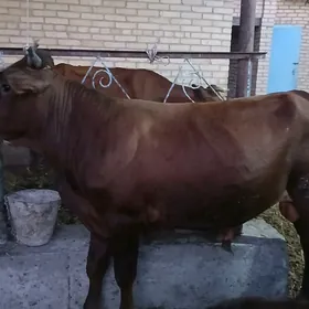 Òkúz