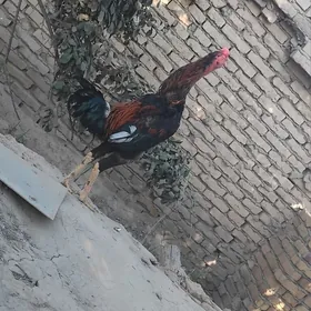 horaz
