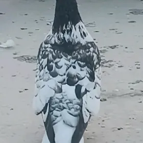 kepderi