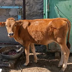 okuzce