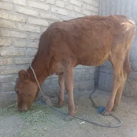Göle (tüwe)