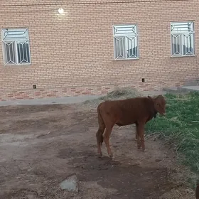 okiz