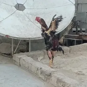 taşkent horaz