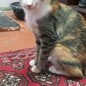arassa pişik