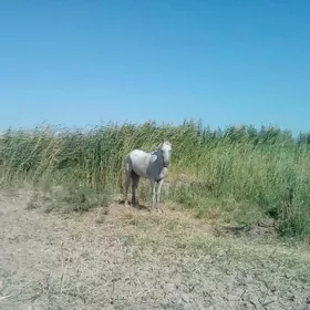 at baýtal