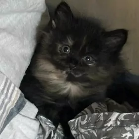 котята