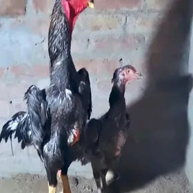 Horaz