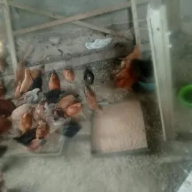 Türkmen jüjöler