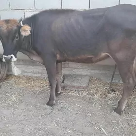 2 sygyr