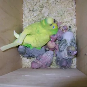 popugay gus