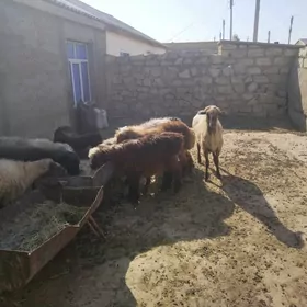 Bakylan toklylar