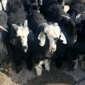 baklan çewiş
