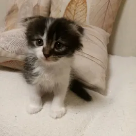 котята