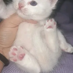 шотландский котята