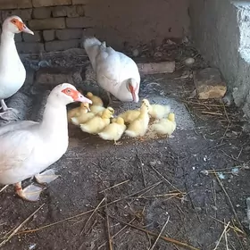 Induşka