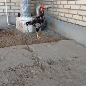 horaz türk şamo