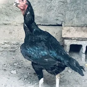 taskent towuk