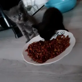pişik