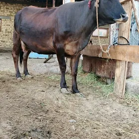 Sygyr