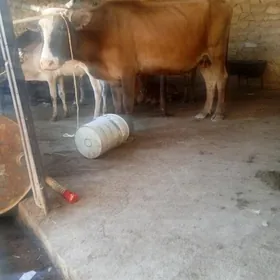 Göleli sygyr