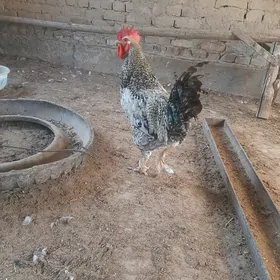 horaz