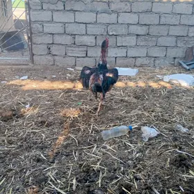 Taşkent