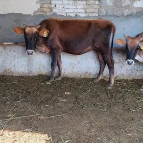 Tuwe malar 13 sany