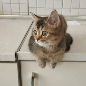 котенок