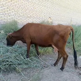 göleli sygyr 2 sany