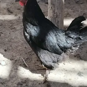 TOWUKLAR