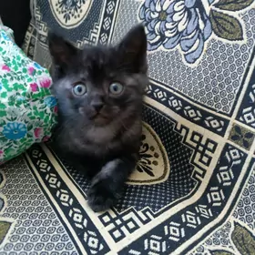 Котёнок