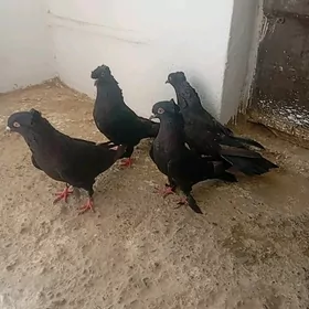 kepderi