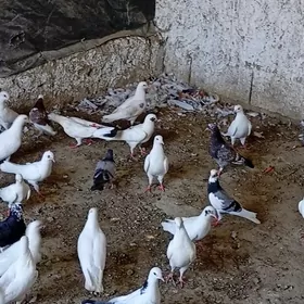 kepderi
