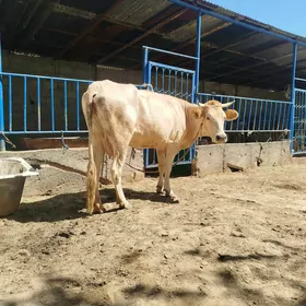 Göleli sygyr