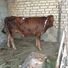 ökuz we gaçaro