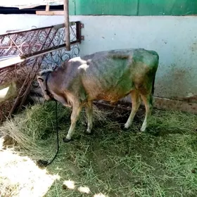 11 aylyk okuz,