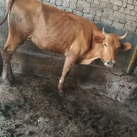 baklgy tuve