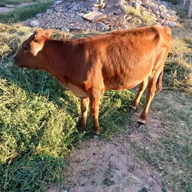 Göle