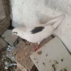 kepderi