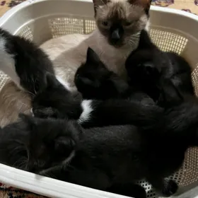 Котята , Pusijekler