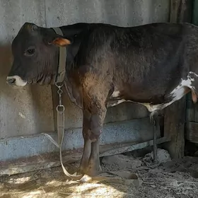 okuzce