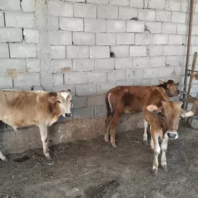 göle