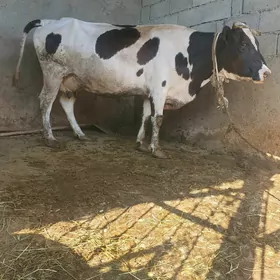 Gibrik Sygyr
