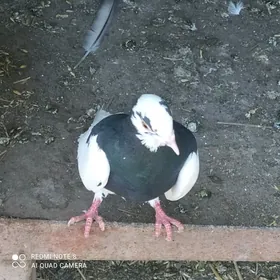 kepder ️